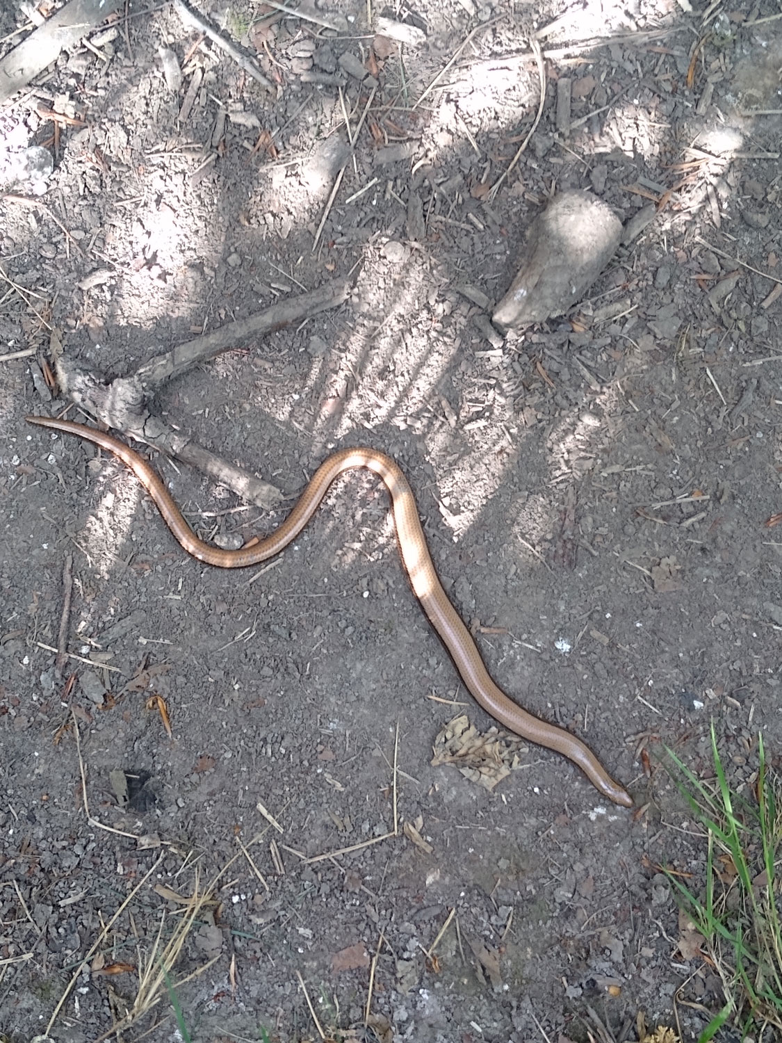 Slow Worm